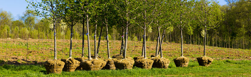 Tree Planting Services