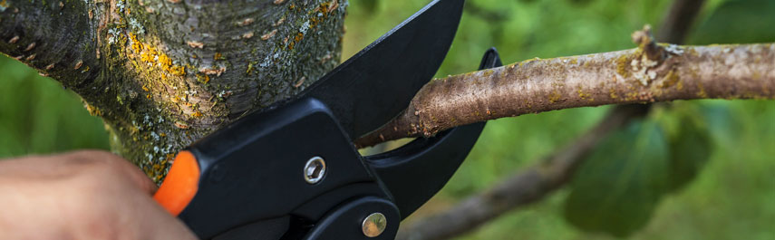 Tree Pruning Services