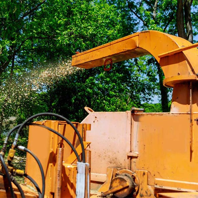 Gabriel Lopez Tree Service Tree Expert